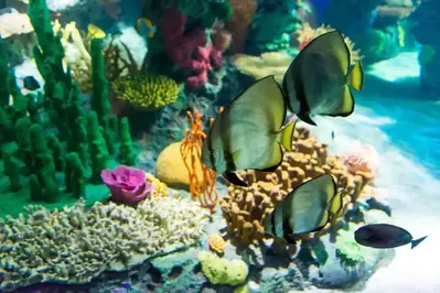 What to know about Ripley's Aquarium Gatlinburg
