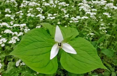 Spring flowers in the Smoky Mountains