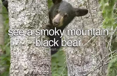 view of Smoky Mountain black bear