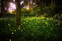 Elkmont fireflies shining in the Great Smoky Mountains