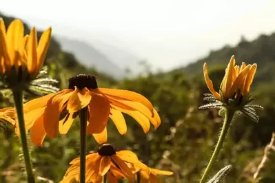 Yellow Smoky Mountain Wildflowers