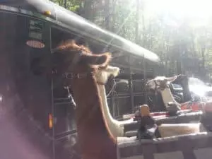 llamas mount leconte