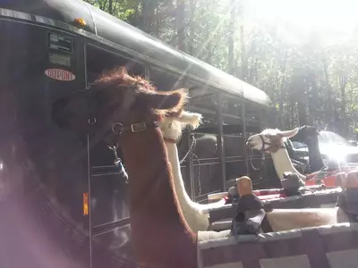 llamas take supplies to Mount LeConte