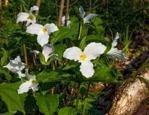 White Smoky Mountain trillium flowers