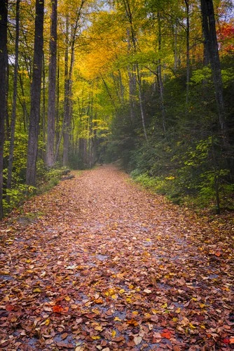 fall in the Smokies
