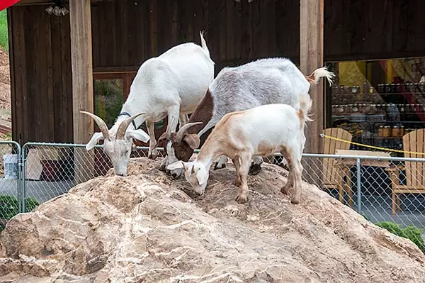 goat-chow