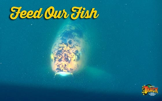 kidscountryfeedfish
