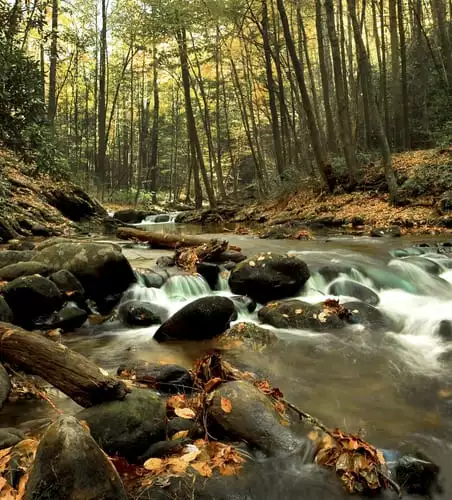 stream in the Smokies