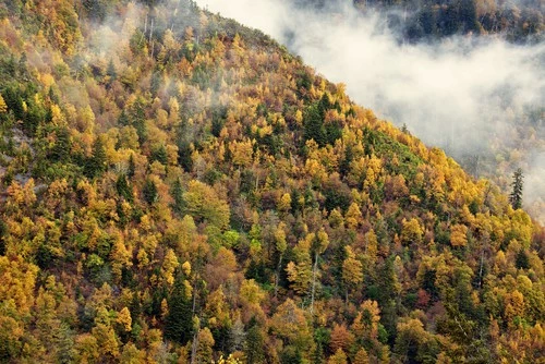 fall in the Smokies
