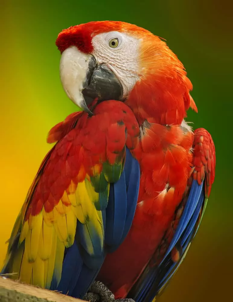 parrot