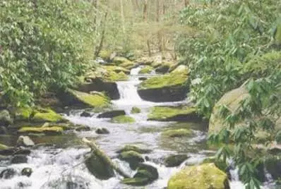 stream in the Smokies