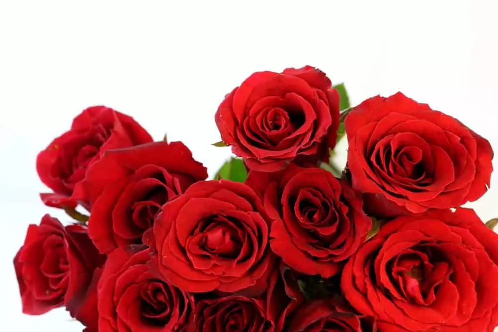 red roses