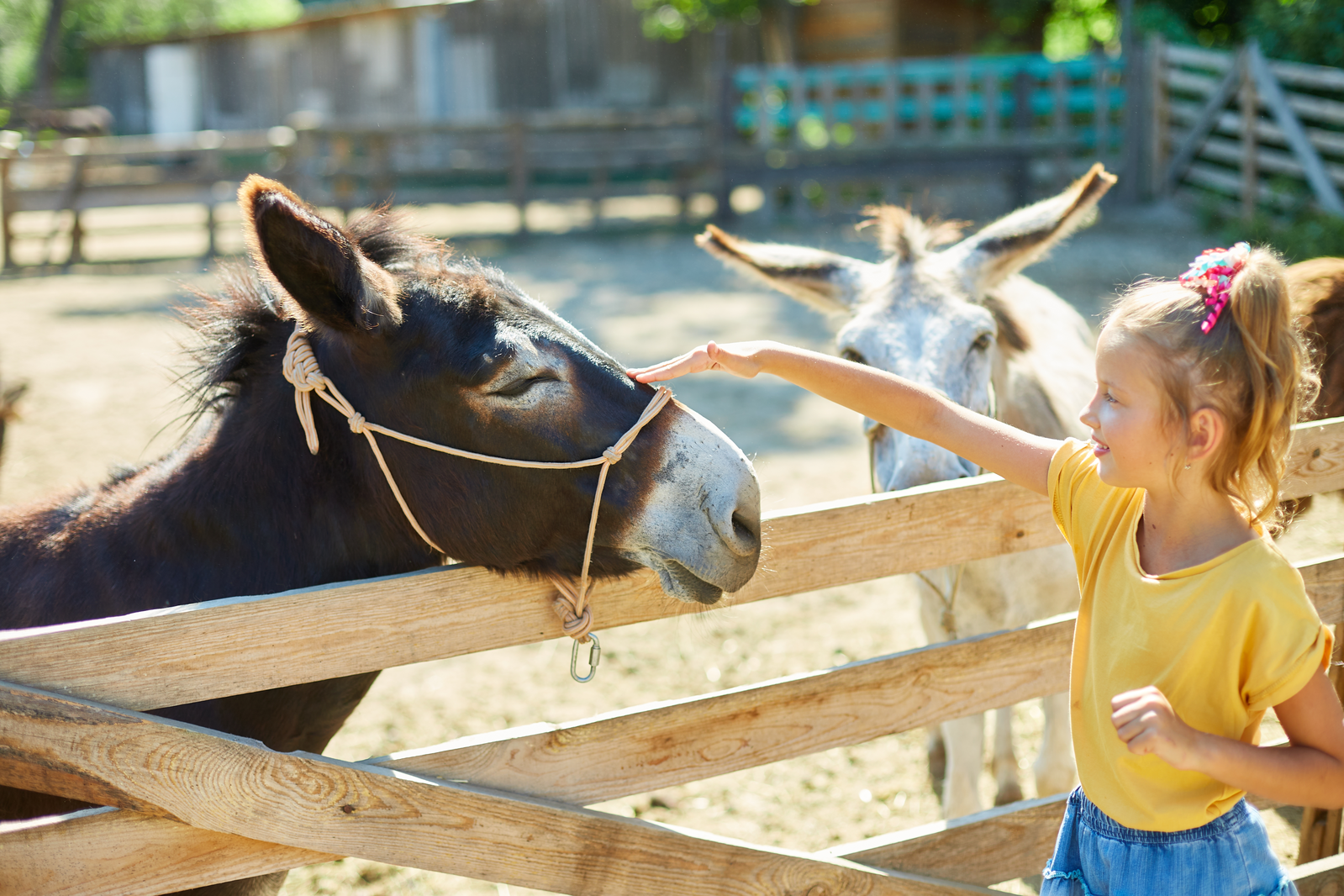 kid petting a donkey