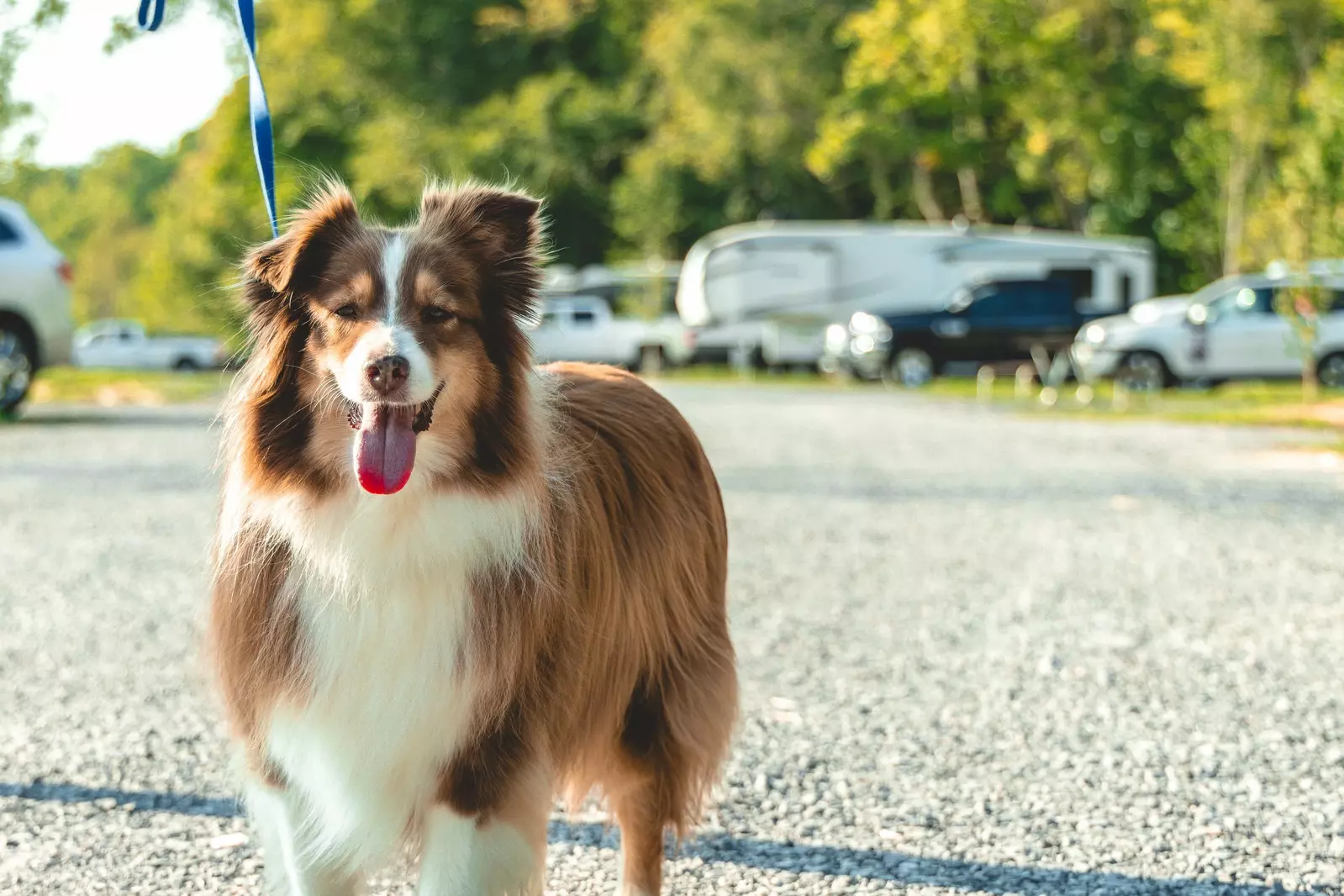 Pet Friendly Campground