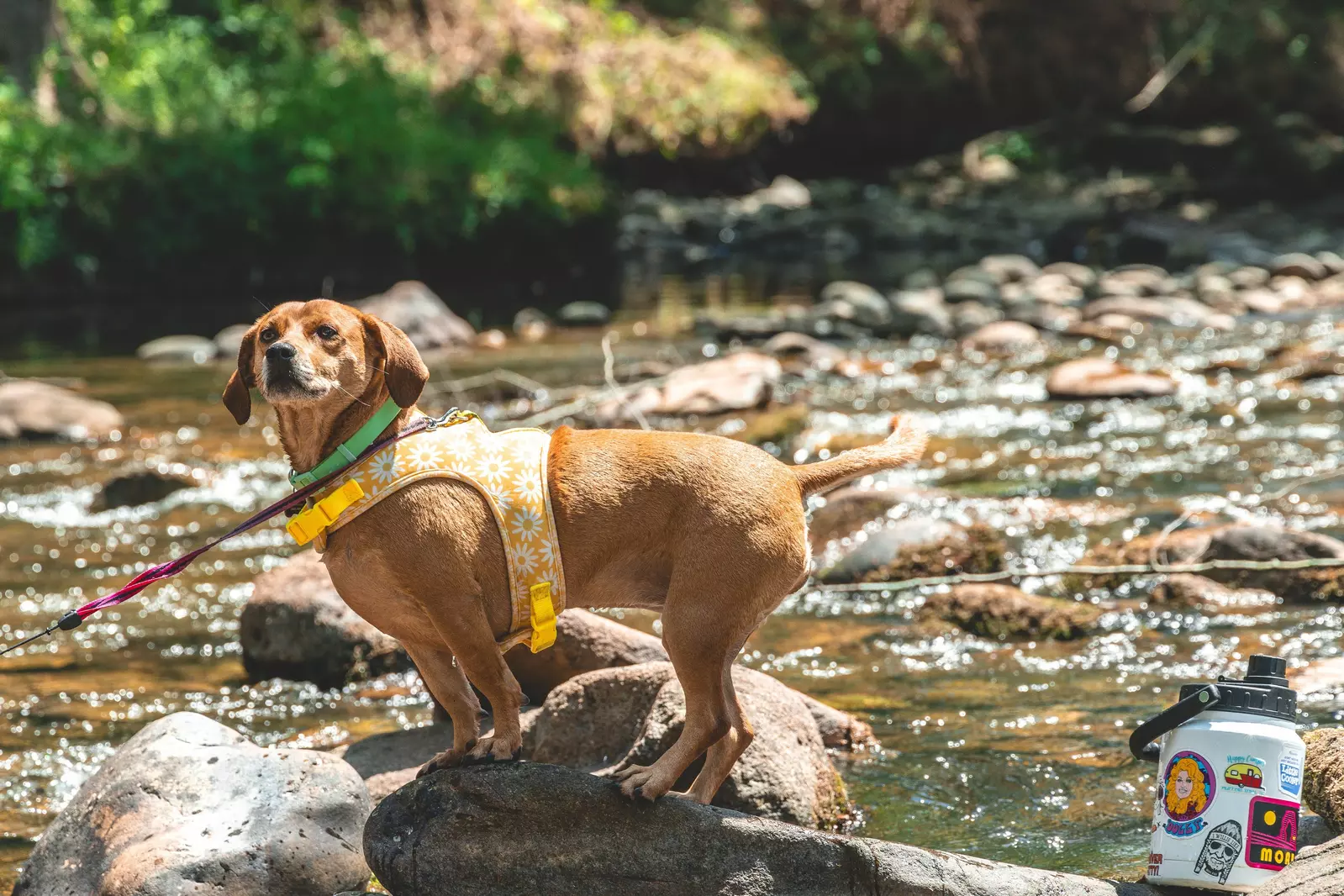 Pet Friendly Campground
