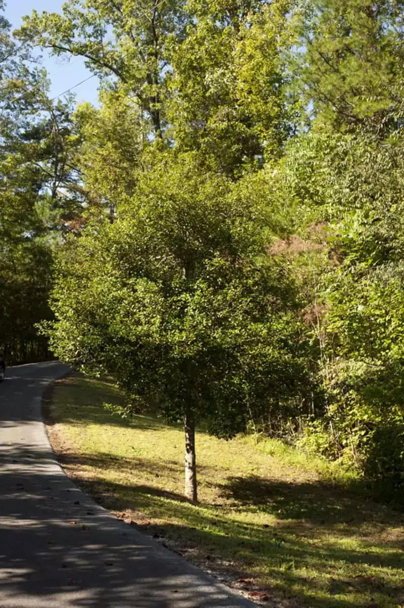 Holly Tree Hideaway