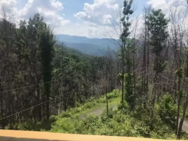 LIL' BIT OF PARADISE