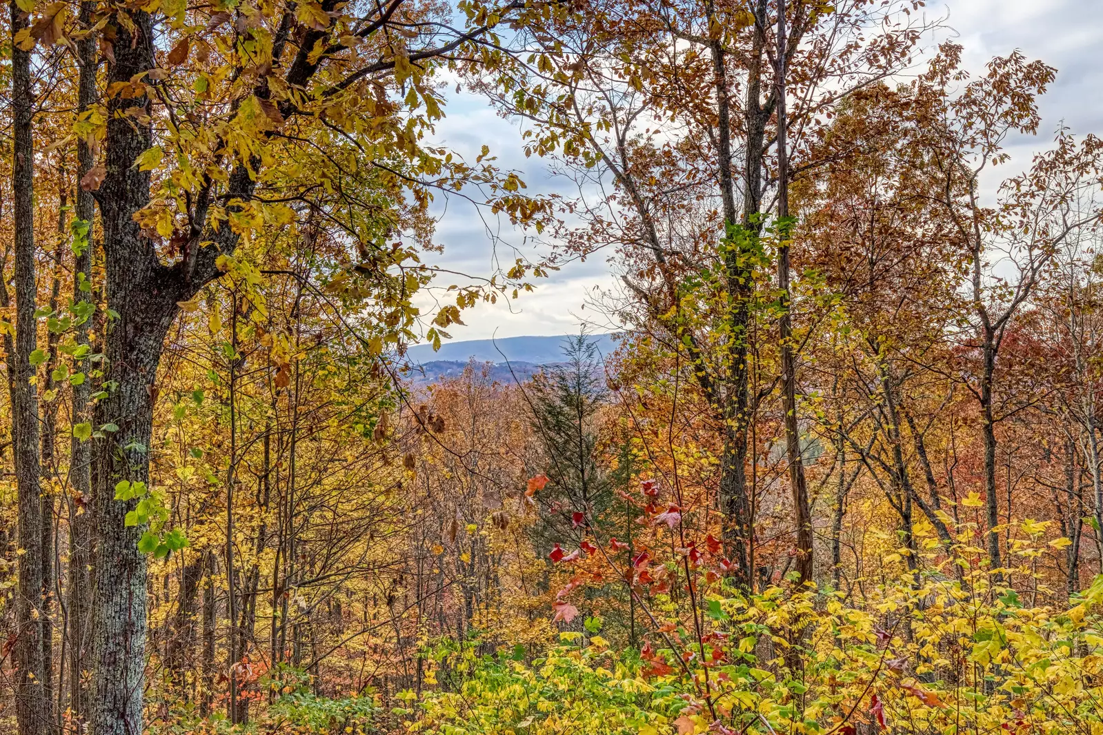 The Road Less Traveled fall view