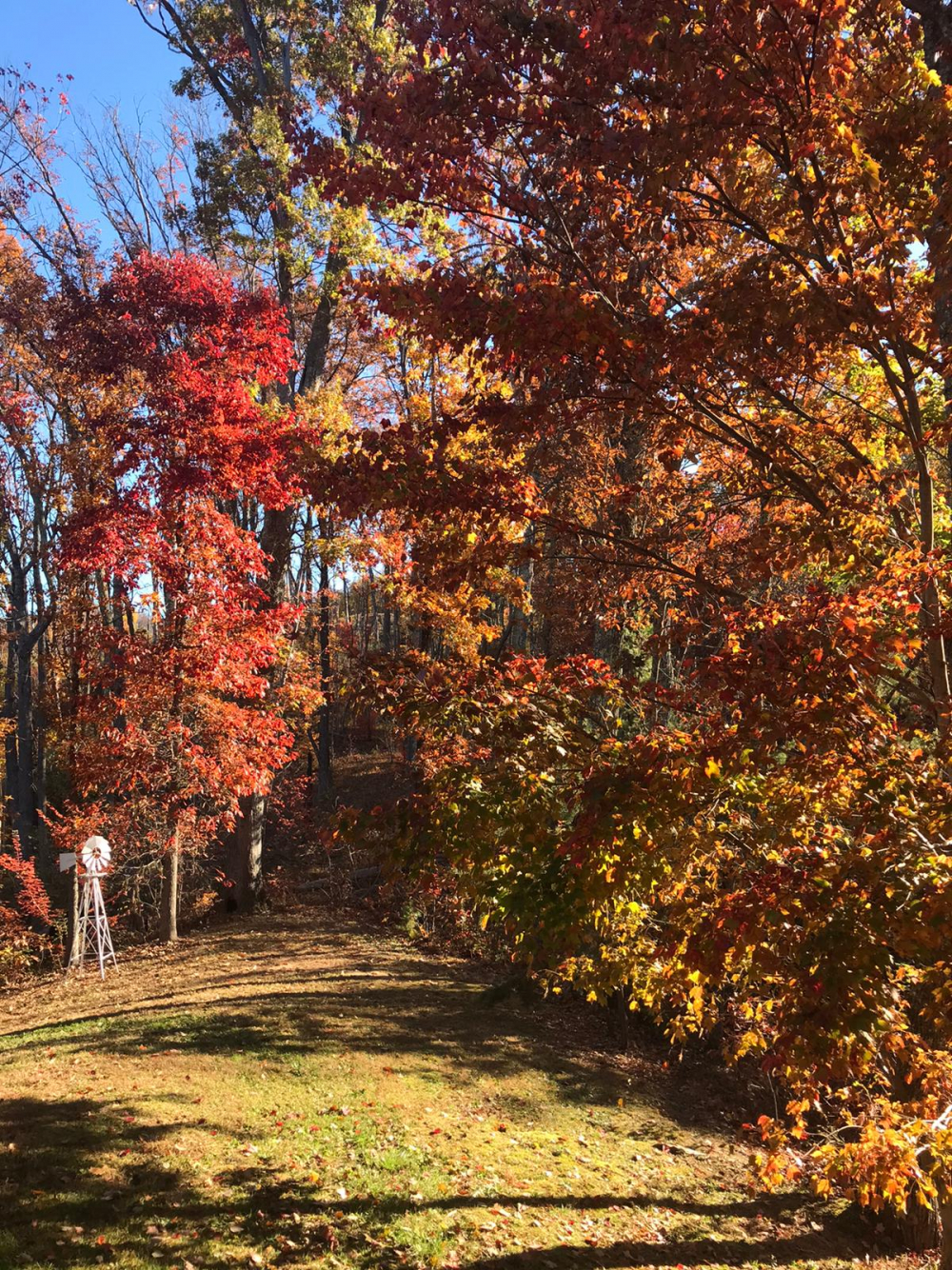 Autumn Leaves