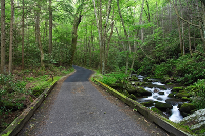 roaring fork motor nature trail is a top spot for wildlife in the smoky mountains