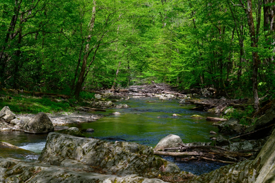 creek during summer in the smoky mountains