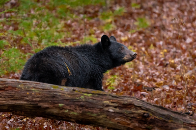 black bear during fall in the smoky mountains