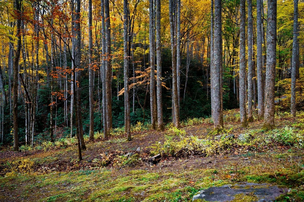 Little Mountain Hideaway