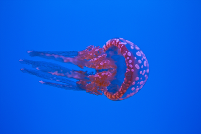 jellyfish at ripley's aquarium in gatlinburg