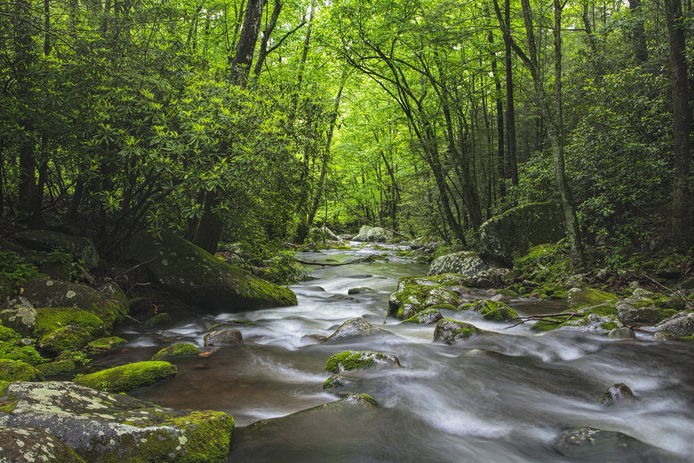 roaring fork motor nature trail is one of the best places to go in the Smoky Mountains