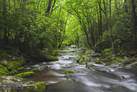roaring fork motor nature trail is one of the best places to go in the Smoky Mountains