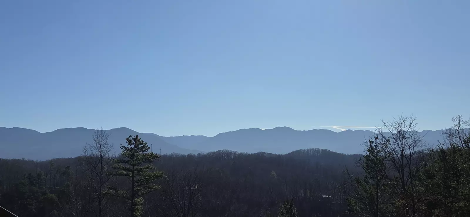 Birds Perch Bluebird