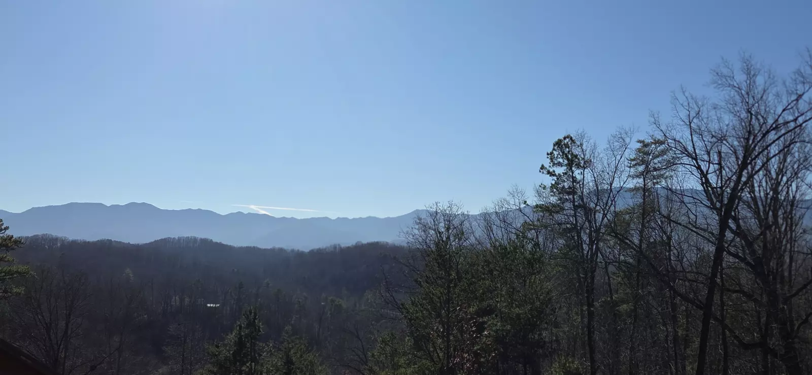 Birds Perch Bluebird