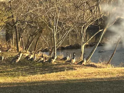 Fish, and swim in the river along the property