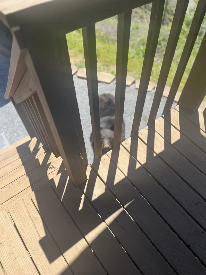 Yogi stops by occasionally.