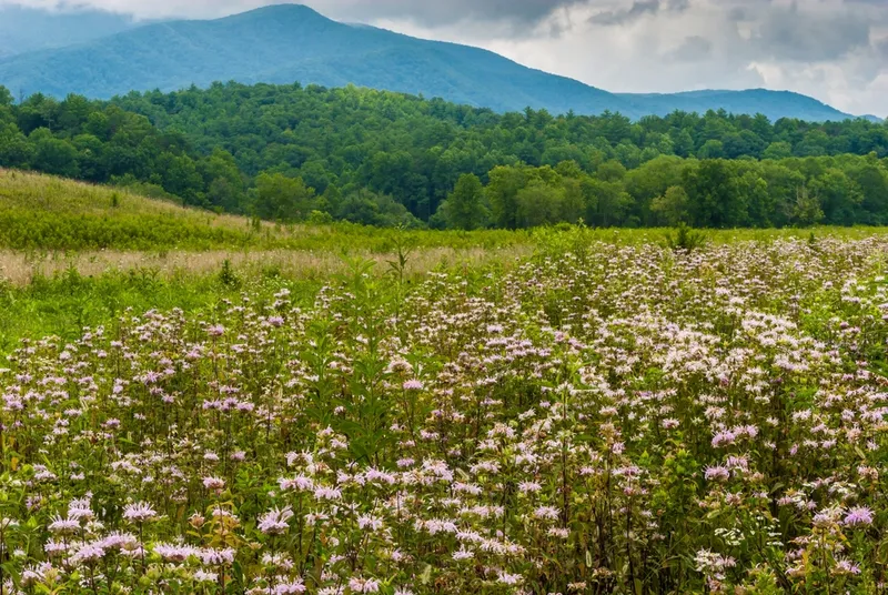 wildflowers in Cades Cove during spring in the Smoky Mountains