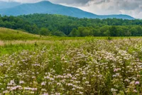 wildflowers in Cades Cove during spring in the Smoky Mountains