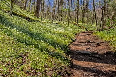 Porters creek trail flower in the Smoky Mountains in the spring