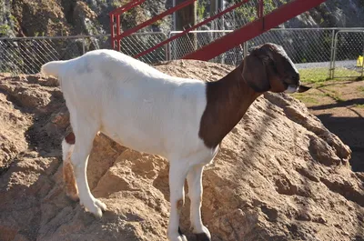 goats on the roof in pigeon forge