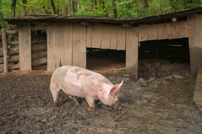 Appalachian families relied on livestock like pigs