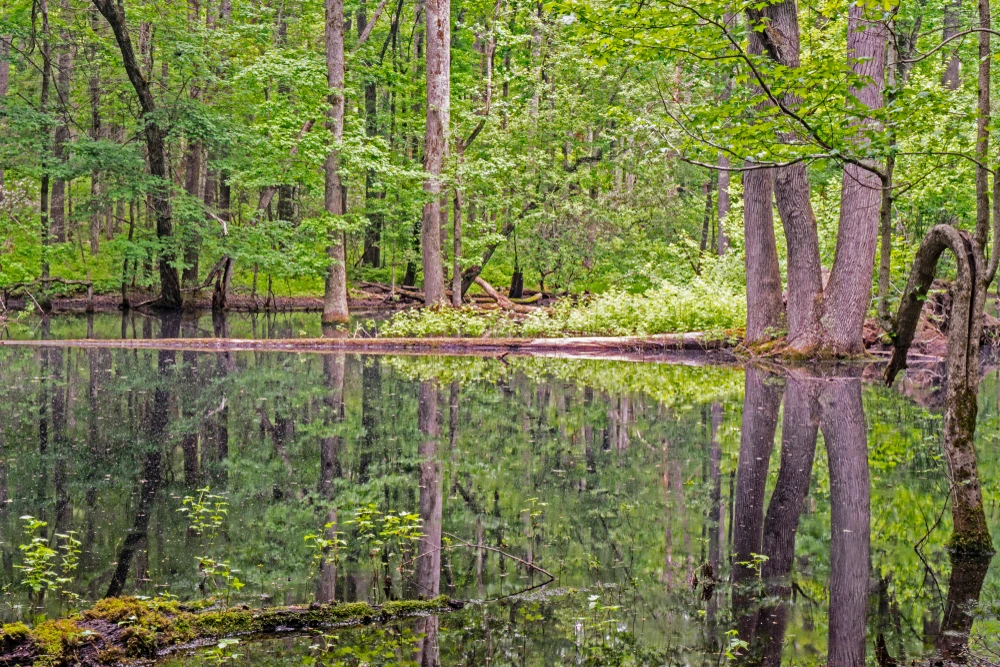 Gourley’s Pond in Cades Cove is one of the top hidden gems in Gatlinburg TN and the Smoky Mountains