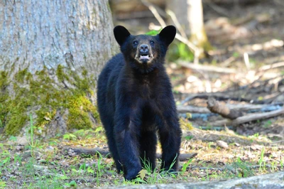bear in cades cove tn