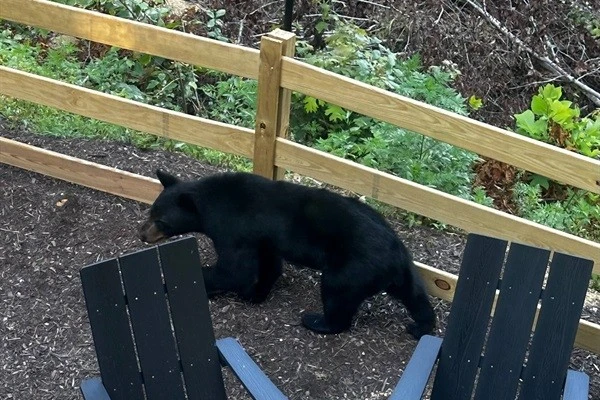 Surprise visitor just dropped by… no invite needed 🐻😎