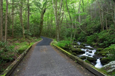 roaring fork motor nature trail is one of the best things to do in the Smoky Mountains