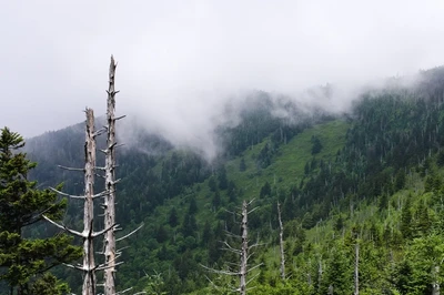 foggy weather for the smoky mountains