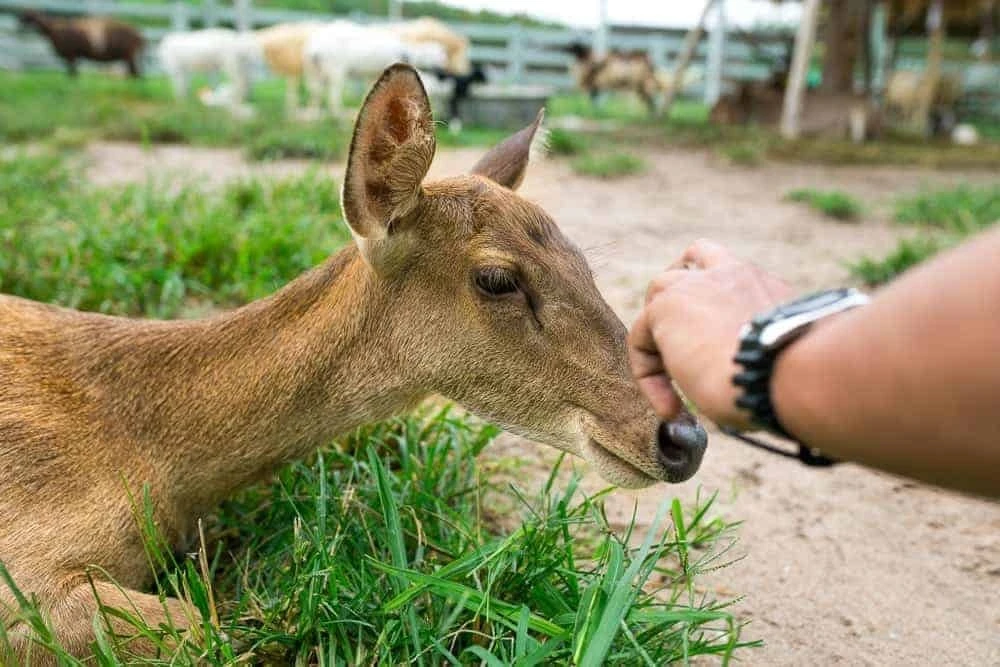 petting deer at Smoky Mountain Deer Farm