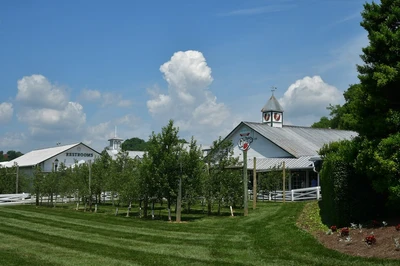 apple trees at apple barn winery (2)