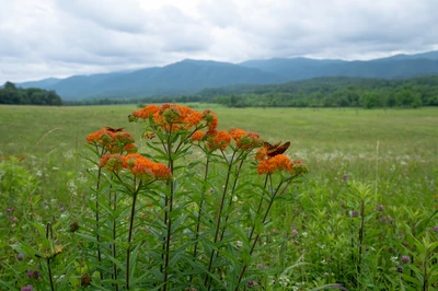 cades cove in great smoky mountains national park