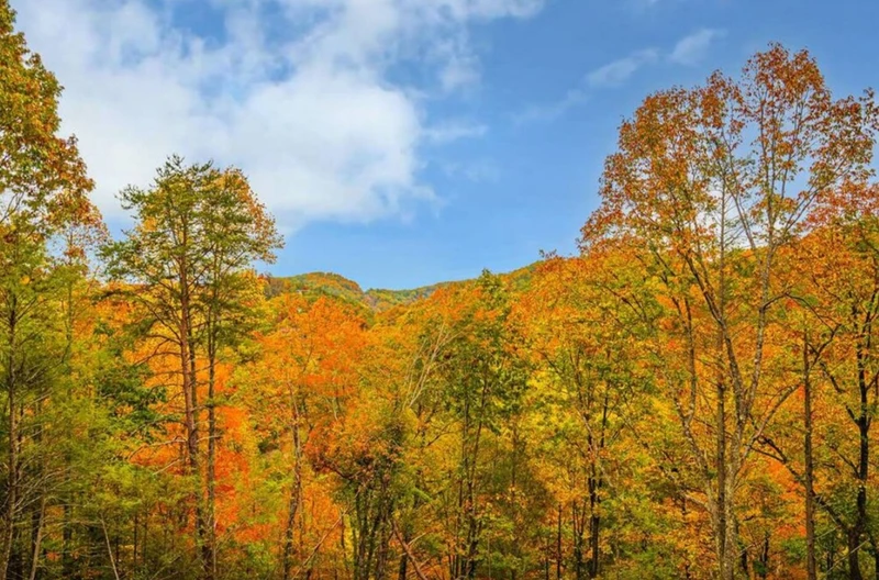 Cove Mountain Comfort