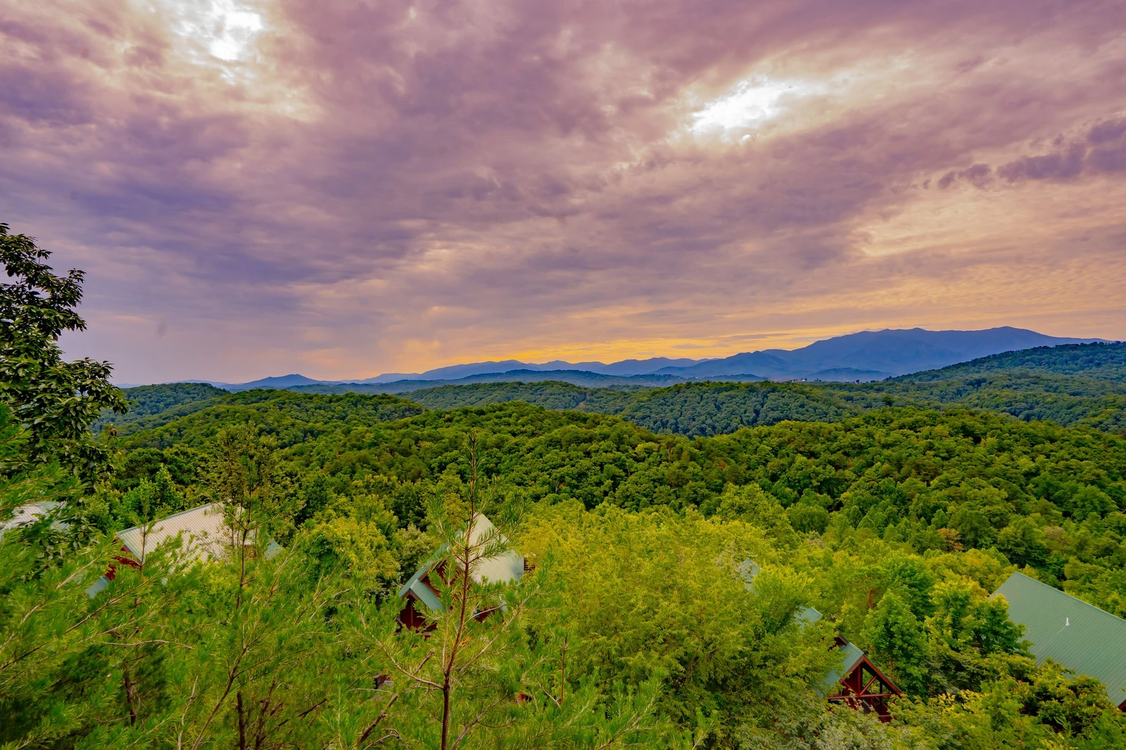 The Cats' Lair
