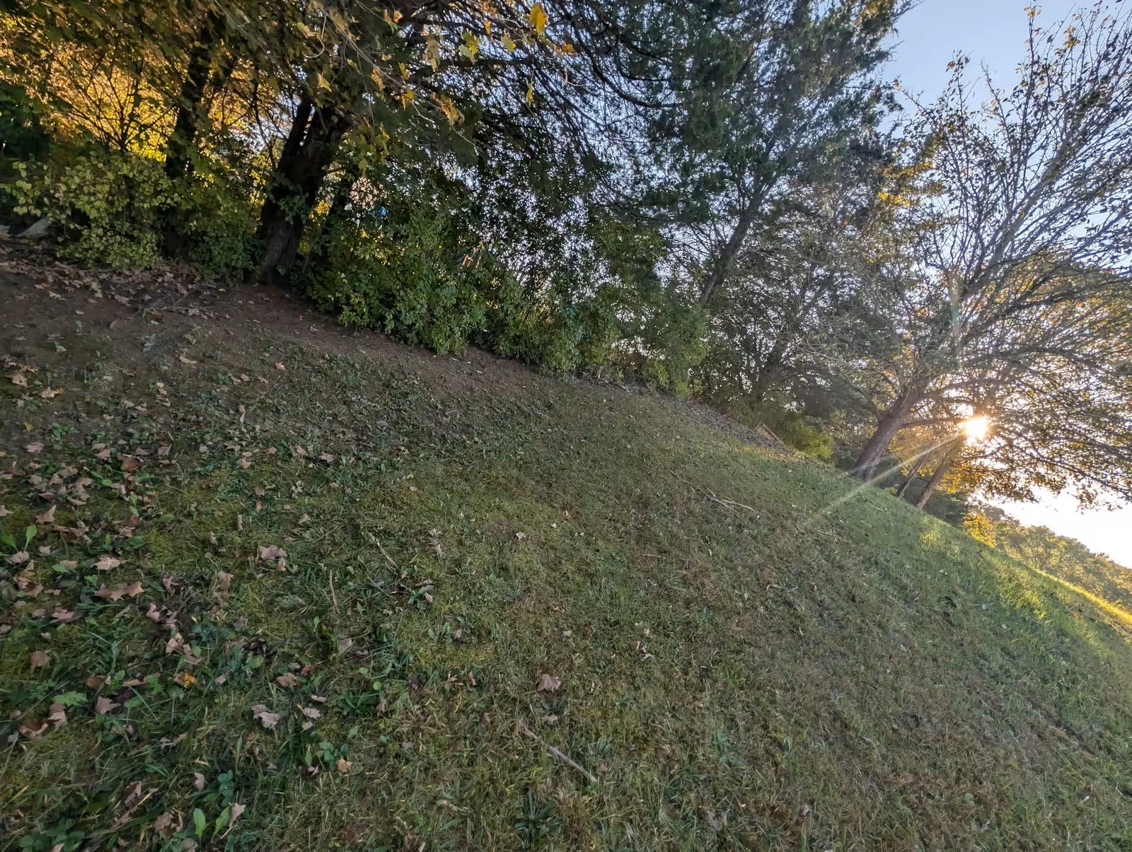 Back yard